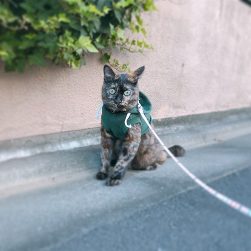 f:id:choco116choco:20210122075915j:plain