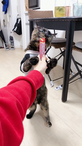 f:id:choco116choco:20210127072727j:plain