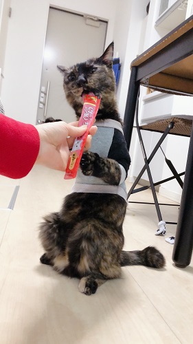 f:id:choco116choco:20210127072759j:plain