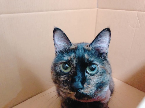 f:id:choco116choco:20210129091822j:plain