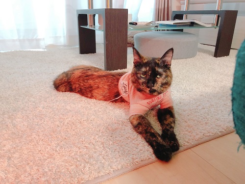 f:id:choco116choco:20210129093512j:plain