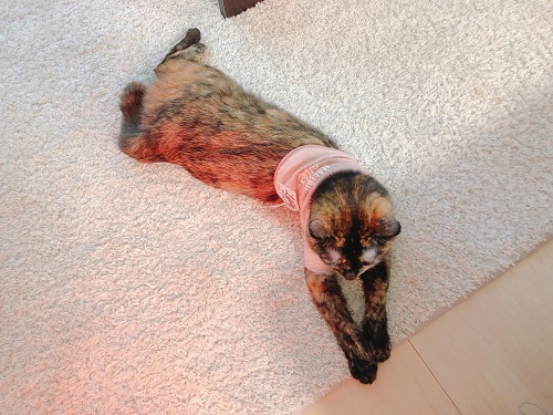 f:id:choco116choco:20210129093544j:plain