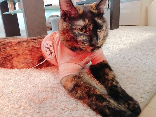 f:id:choco116choco:20210129093643j:plain