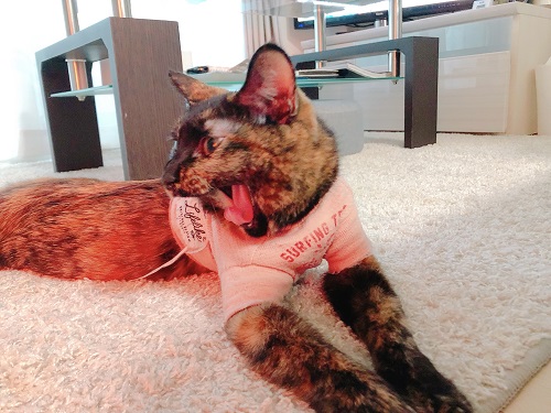 f:id:choco116choco:20210129093720j:plain