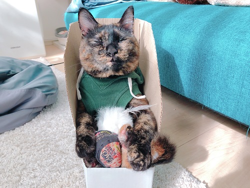 f:id:choco116choco:20210201070617j:plain