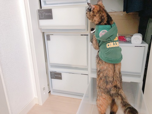 f:id:choco116choco:20210201070817j:plain