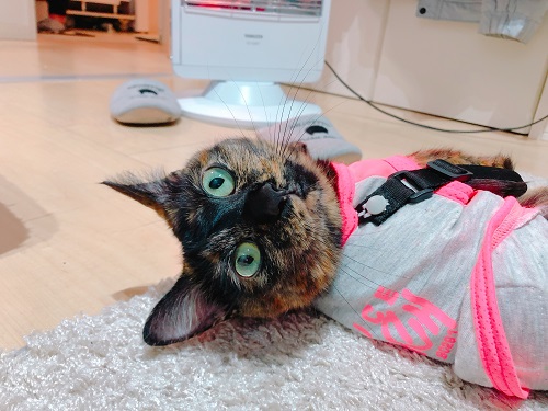 f:id:choco116choco:20210201072156j:plain