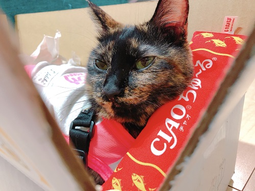 f:id:choco116choco:20210203073927j:plain