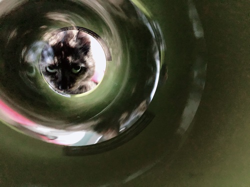 f:id:choco116choco:20210205073919j:plain