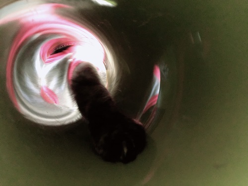 f:id:choco116choco:20210205074009j:plain