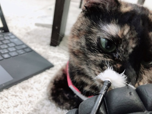 f:id:choco116choco:20210205074220j:plain