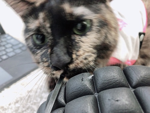 f:id:choco116choco:20210205074235j:plain