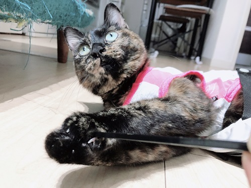 f:id:choco116choco:20210205074419j:plain