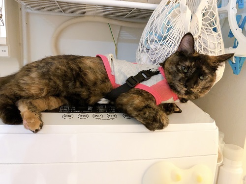 f:id:choco116choco:20210205075439j:plain