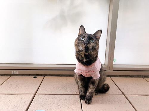 f:id:choco116choco:20210208065610j:plain