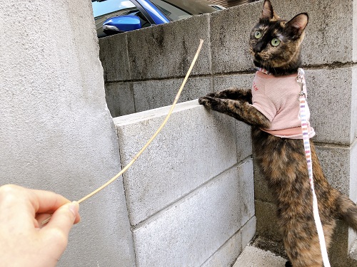 f:id:choco116choco:20210208065819j:plain