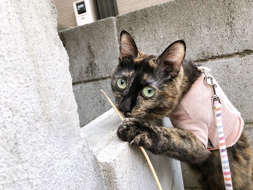 f:id:choco116choco:20210208065917j:plain