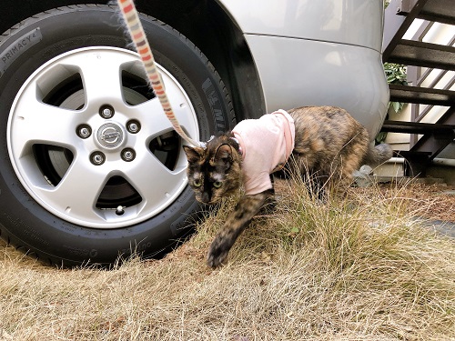 f:id:choco116choco:20210208070645j:plain