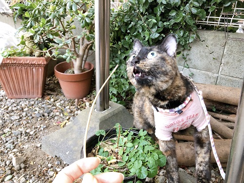 f:id:choco116choco:20210208070747j:plain