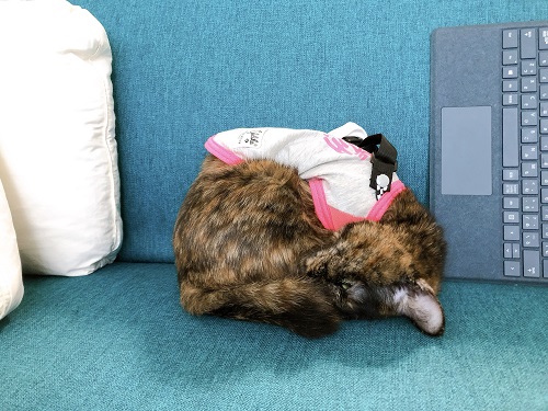 f:id:choco116choco:20210208072335j:plain