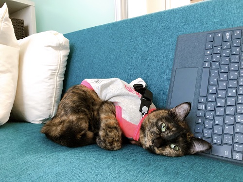 f:id:choco116choco:20210208072535j:plain