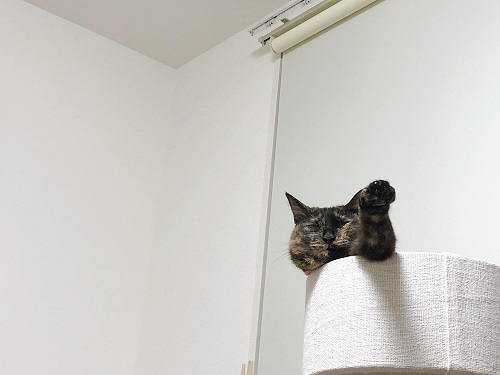 f:id:choco116choco:20210208072939j:plain