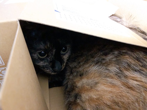 f:id:choco116choco:20210222065955j:plain