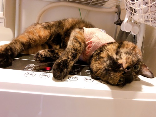 f:id:choco116choco:20210222070956j:plain