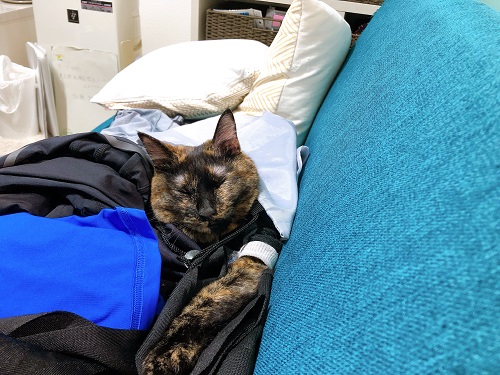 f:id:choco116choco:20210222071522j:plain