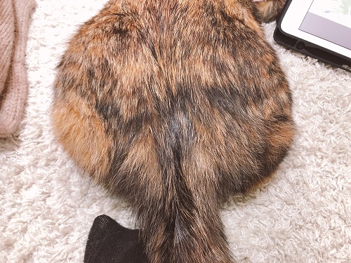 f:id:choco116choco:20210308072018j:plain