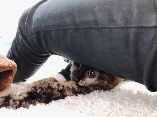 f:id:choco116choco:20210310071919j:plain