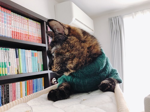 f:id:choco116choco:20210317071616j:plain