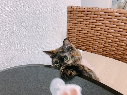 f:id:choco116choco:20210319073442j:plain