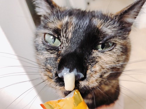 f:id:choco116choco:20210319074104j:plain