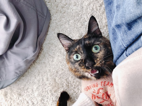 f:id:choco116choco:20210319074350j:plain