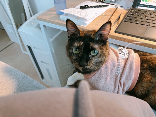 f:id:choco116choco:20210322073422j:plain