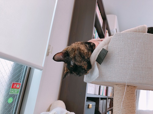 f:id:choco116choco:20210326075742j:plain