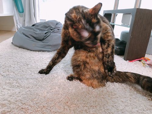 f:id:choco116choco:20210329065643j:plain