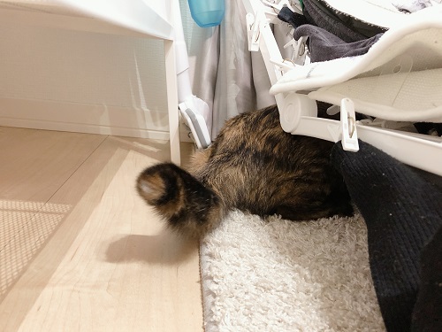 f:id:choco116choco:20210329070149j:plain