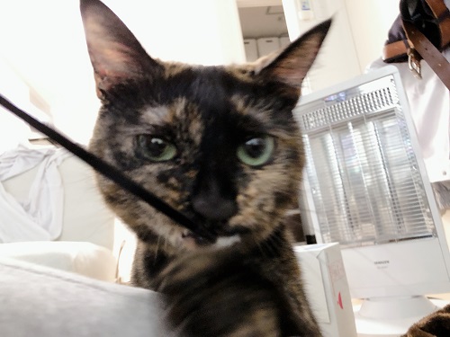 f:id:choco116choco:20210329071220j:plain