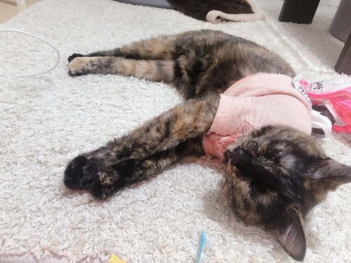 f:id:choco116choco:20210329071315j:plain