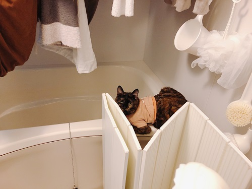 f:id:choco116choco:20210331072510j:plain