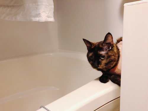 f:id:choco116choco:20210331072609j:plain