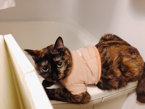 f:id:choco116choco:20210331072717j:plain