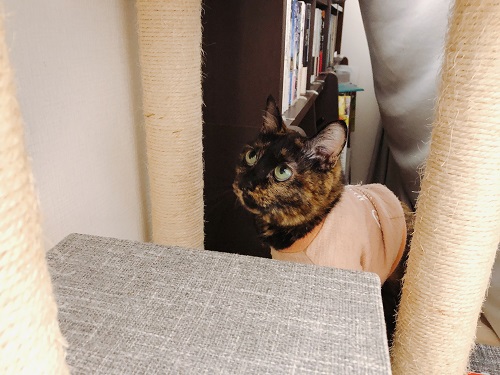 f:id:choco116choco:20210331073042j:plain