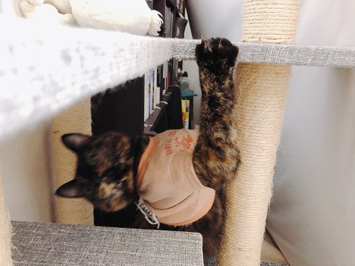 f:id:choco116choco:20210331073154j:plain