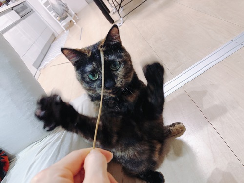 f:id:choco116choco:20210405073851j:plain