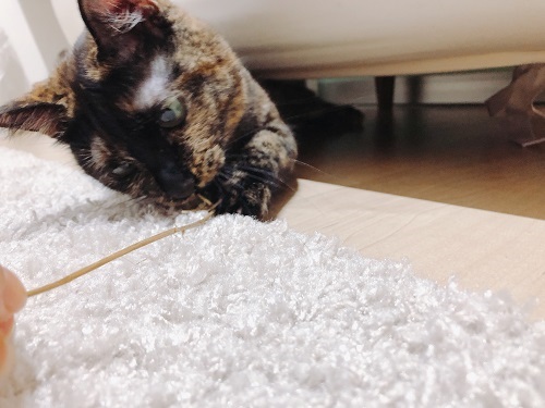 f:id:choco116choco:20210405074151j:plain