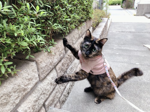 f:id:choco116choco:20210407072208j:plain