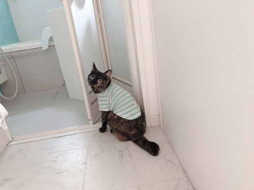 f:id:choco116choco:20210412073122j:plain